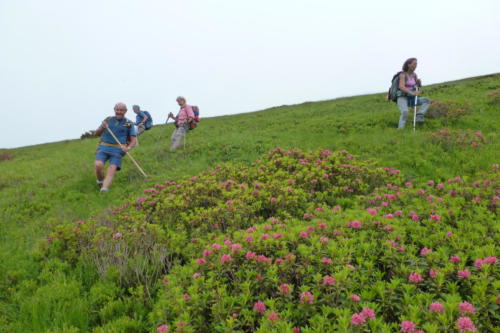 20-descente dans les rododendrons au-dessus du col des Cos