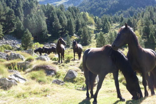 5-dans la jasse du Miey