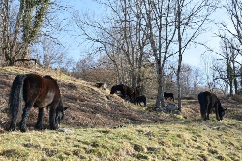 DSC0003 (1) (1) (1) (1) (1) (1) (1) (1) (1) (1) (1) (1) (1)