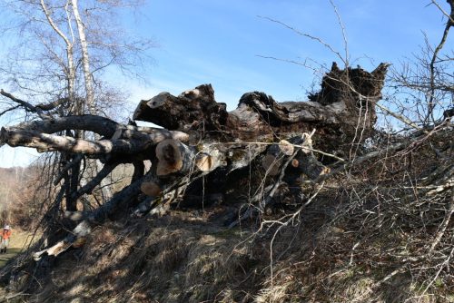 DSC0007 (1) (1) (1) (1) (1) (1) (1) (1) (1) (1) (1) (1) (1) (1)